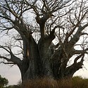 Southermost Baobab