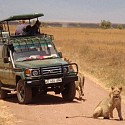 lions of serengeti national parks in tanzania